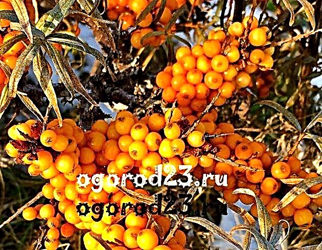 Sea buckthorn - planting and care, rules, subtleties, grade selection