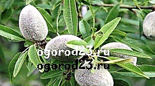Bademi, koristi i štete od kamena voća jestivo voće (orasi)