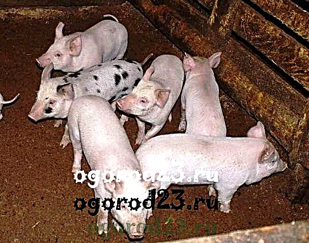 كيفية زراعة الخنازير - نصائح لأولئك الذين يرعون الخنازير