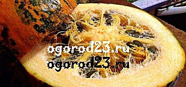 Gymnosperm pumpkin - description, growing characteristics, care, seeds
