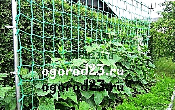 DIY trellis for cucumbers and tomatoes, photo
