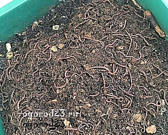 Dung or compost worm, breeding for biohumus production