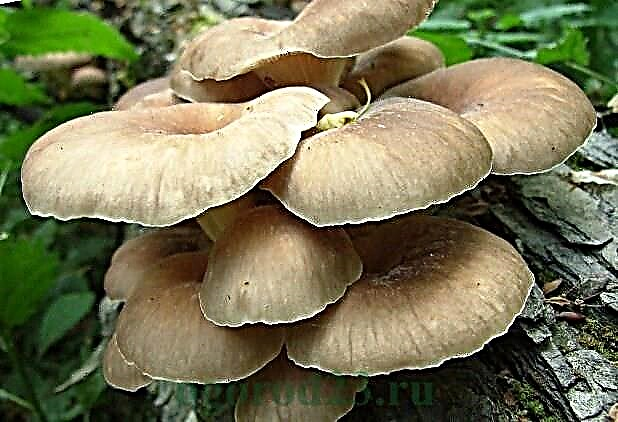 Types of oyster mushrooms that can be grown at home