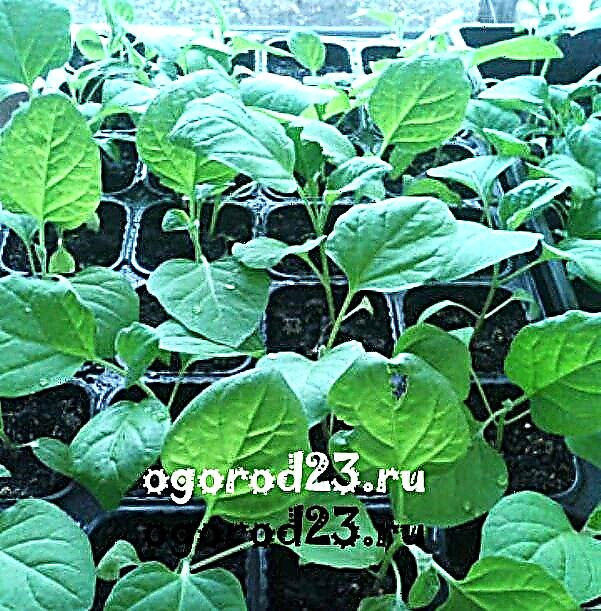 Difficulties, features, tips or how to plant eggplant for seedlings
