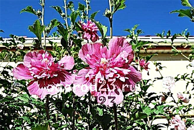 Hibiscus de jardin - soins et reproduction, espèces, variétés, photo