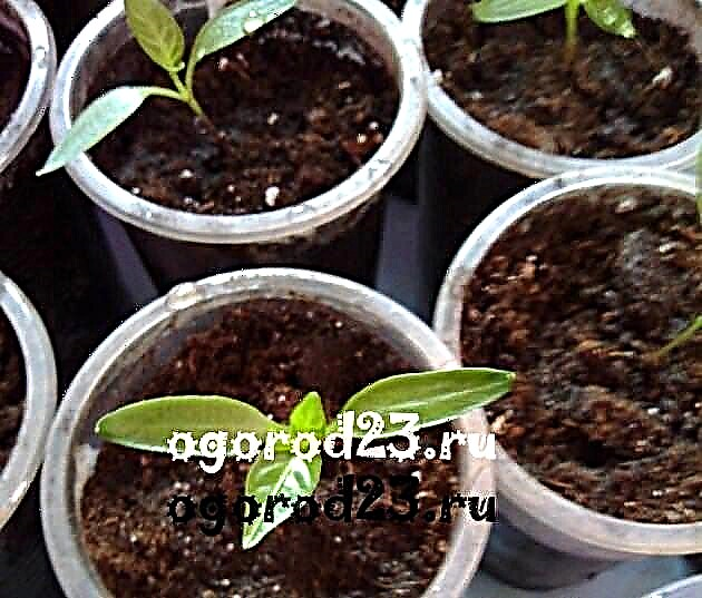 When to plant pepper for seedlings in 2019 according to the lunar calendar, the calculation of the date of planting