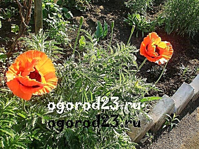 Perennial oriental poppy - planting and care, especially sowing, transplanting