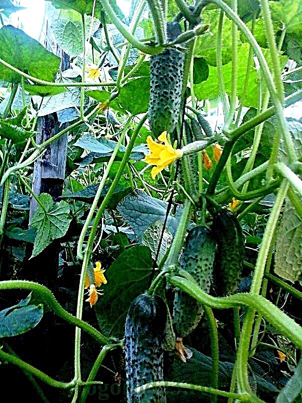 German Cucumbers F1 - avis, description de la variété, photo