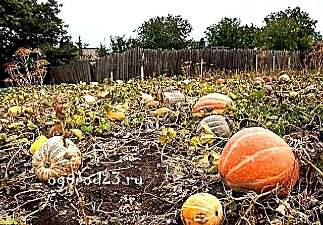 When to remove the pumpkin from the beds for storage or harvesting dates, how to determine?