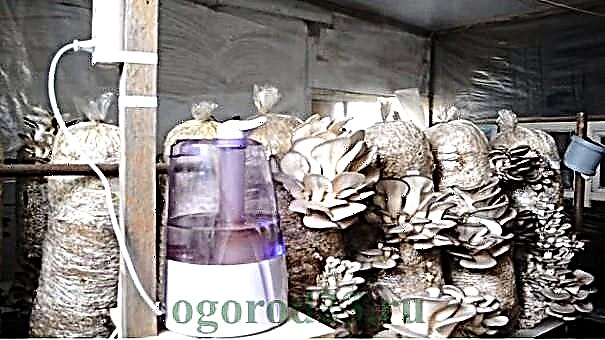 How to grow oyster mushrooms at home - step by step instructions