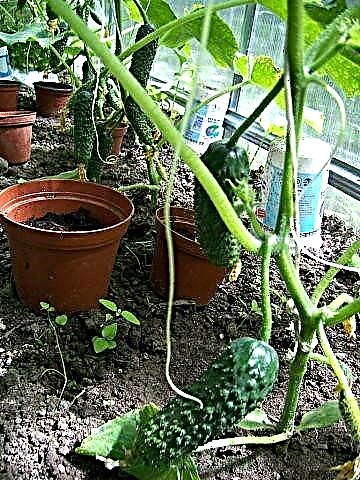 Disease-resistant cucumber varieties - description, characteristics