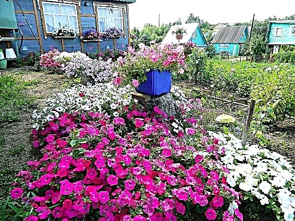 Petunia - istutamine ja hooldus, lillede foto, kujundusvõimalused
