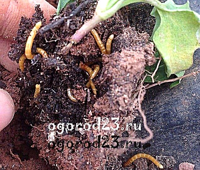 The wireworm: a photo and description of how to deal with it