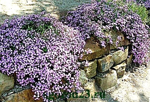 Bahçe, ilaç veya dekorasyonda Saponaria officinalis (saponaria)