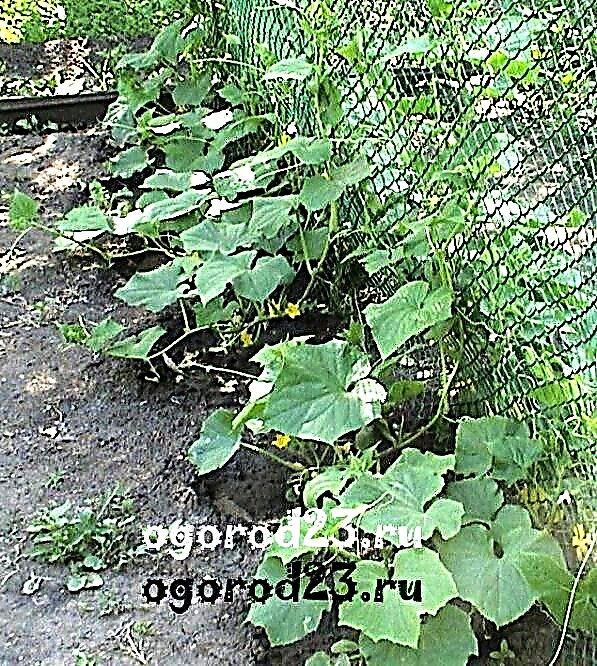 Cultivation of cucumbers in the open ground - varieties, seeds, care