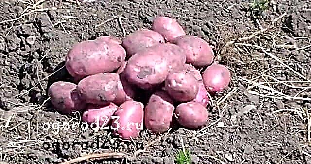 Potatisodling i Krasnodar territorium - jord, sorter, skadedjursbekämpning