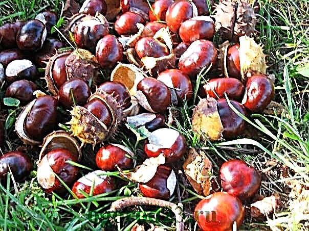Horse chestnut - medicinal properties and contraindications for use