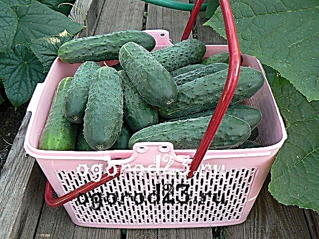 How to grow cucumbers, what to plant, how to care for them - experience