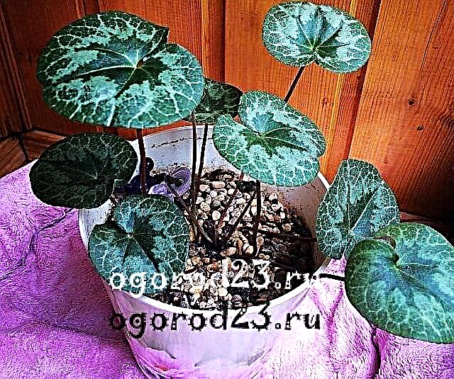 Cyclamen - home care, varieties, reproduction