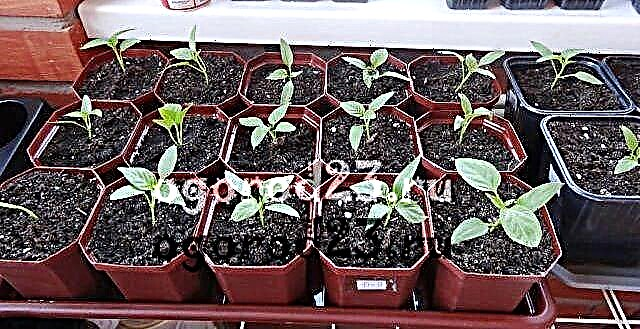 Planting pepper seedlings - preparing seeds, soil, picking, care