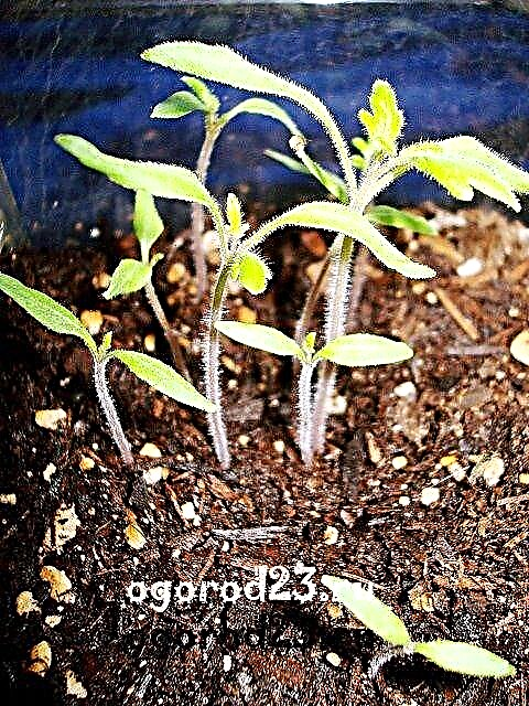 Techniques for growing tomato seedlings, top dressing and care for it