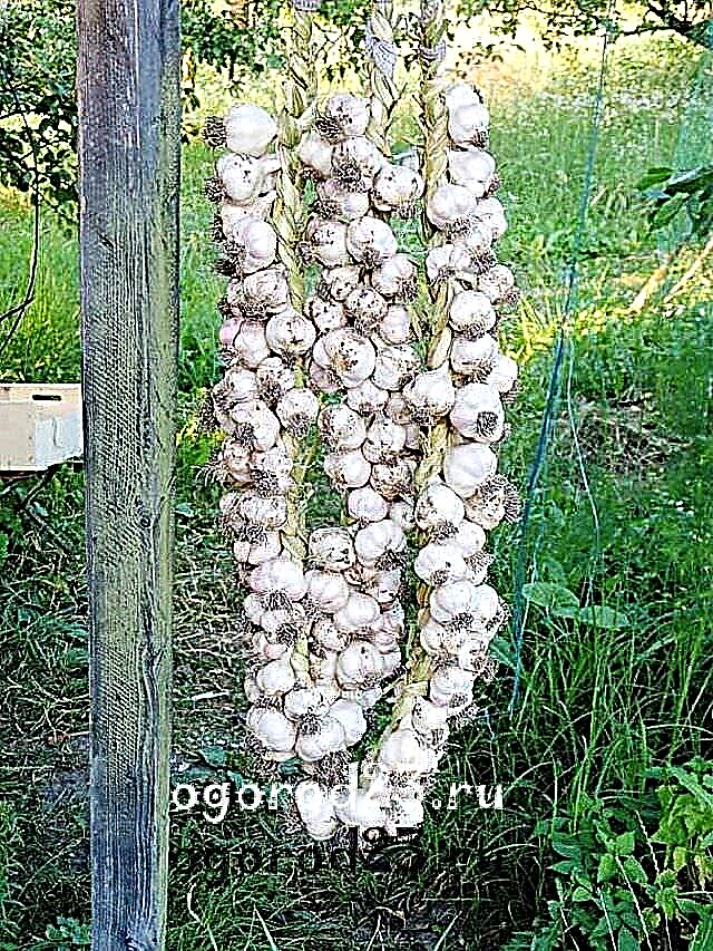 When to remove garlic from the garden: harvesting time for winter and spring