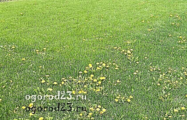 How to care for the lawn, how to avoid failure