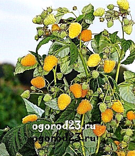 Gelbe Himbeeren - Sorten, Pflanzen, Pflege, Foto
