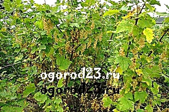 Planting red currant, its beneficial properties, varieties