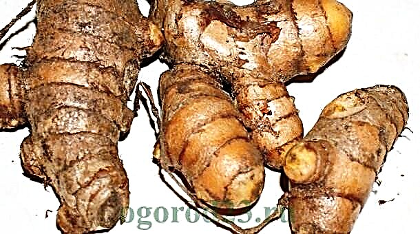 How to grow ginger from the root at home - planting, care