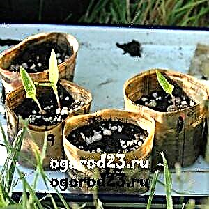 Sowing seeds for seedlings: preparation, timing, growing conditions