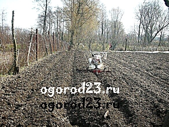 Planting potatoes in furrows increases productivity