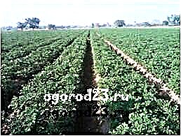 زراعة البطاطس وفقًا للتكنولوجيا الهولندية في إقليم كراسنودار - الميزات