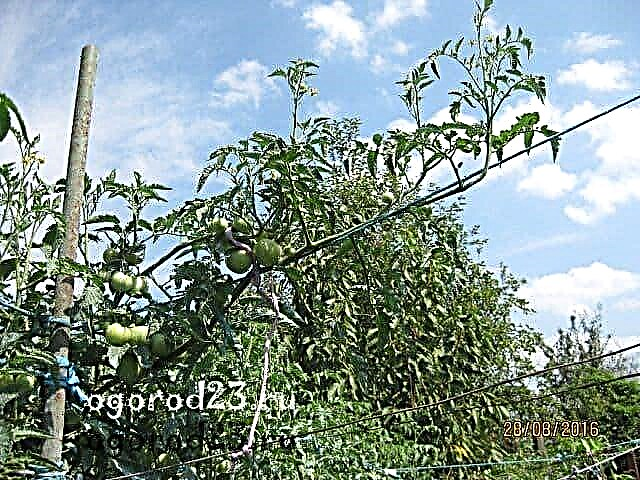 Rajčica Yablonka iz Rusije, recenzije, fotografije