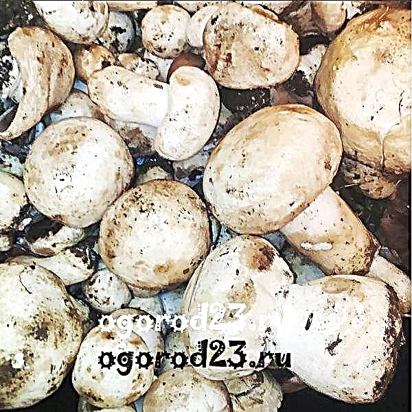 Champignon cultivation at home for beginners (in the basement, in the country)