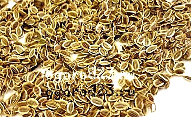 Dill seeds - medicinal properties and contraindications for the body