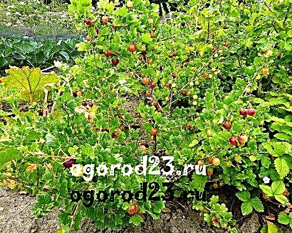 Krusbär - användbara egenskaper och botaniska funktioner i busken
