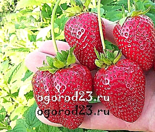 Strawberry Alba - variety description, photos, reviews, cultivation tips