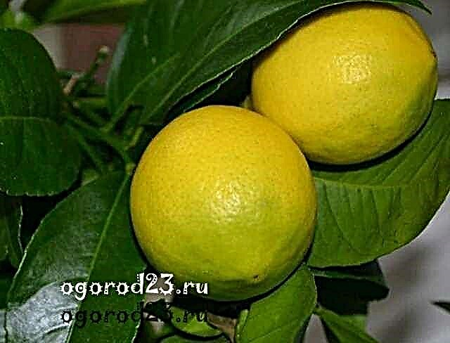Лимоново дърво, грижи за дома, подрязване, поливане