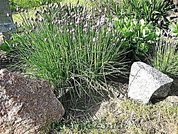 Chives, cultivation, propagation, planting and care