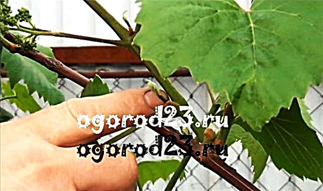 Pruning grapes in the summer - when and how to prune