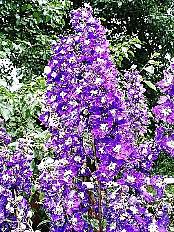 Mehrjähriges Rittersporn - Pflanzen und Pflege, Foto von Blumen