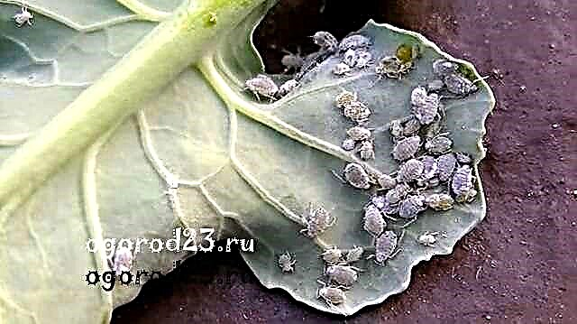 Cabbage than to treat from pests - practical tips