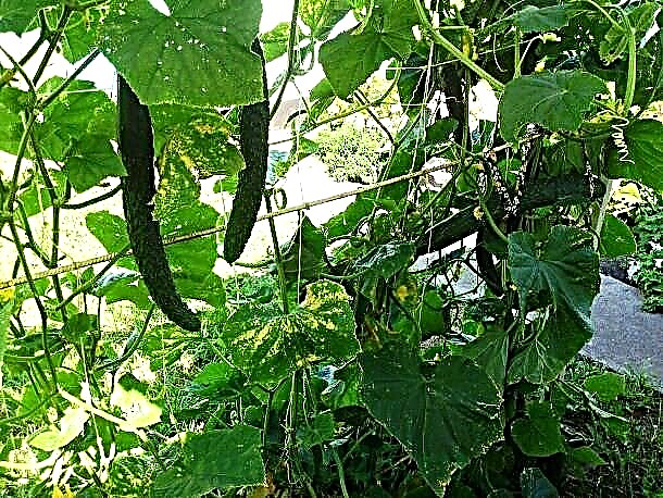Chinese komkommers - wat zijn ze, is het de moeite waard om ze in de tuin te planten