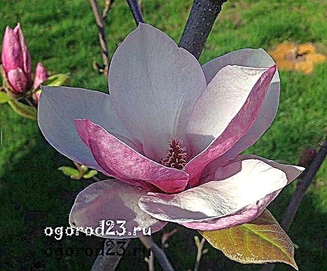 Magnolia de belleza Sulange, plantación y cuidado de plántulas, condiciones de cultivo