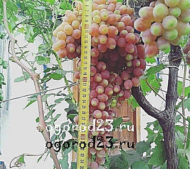 Grapes Kishmish Luchisty - deskripsi varietas, foto, rekomendasi untuk pertumbuhan