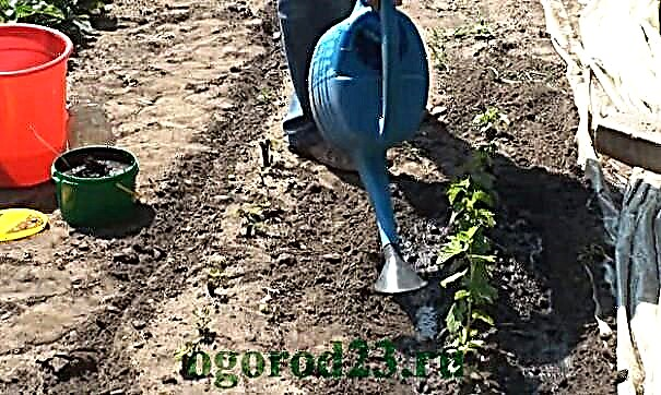 Casca de batata, como fertilizante - para quais plantas podem ou não ser usadas?