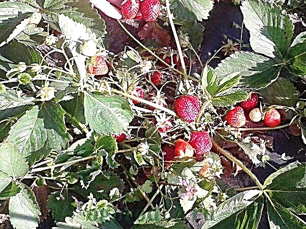 Soins aux fraises au printemps - comment se nourrir, comment prendre soin