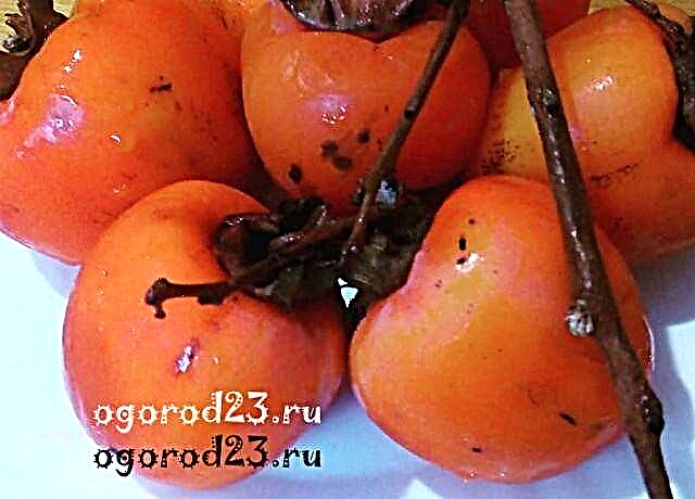 Persimmon, benefits and harm to the body, contraindications, how it is beneficial to our body
