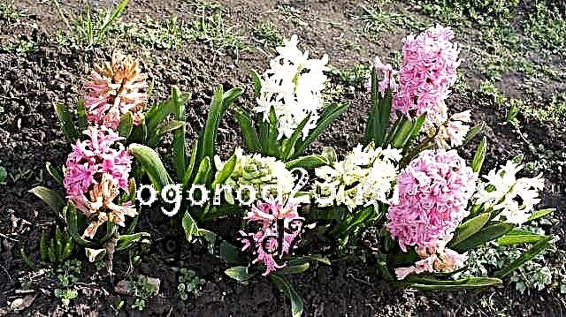 Hyacinths - penanaman dan penjagaan di kawasan terbuka, cadangan
